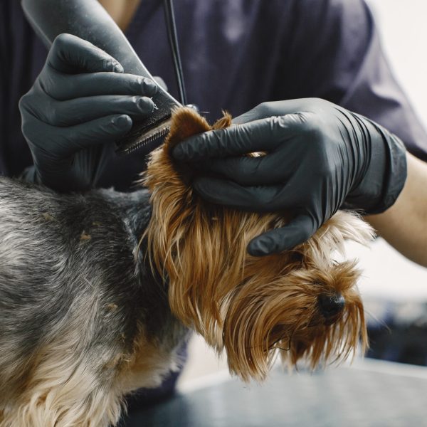 Shaving process. Small dog sits on the table. Dog shaved by a professional.